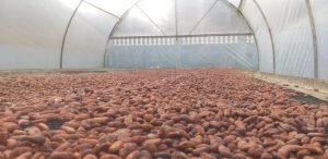 São Paulo tem cacau!