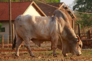 Representando o Secretário de Agricultura, Francisco Matturro, o Chefe de Gabinete, Ricardo Lorenzini, visita Centro Avançado de Pesquisa e Desenvolvimento de Bovinos de Corte, em Sertãozinho