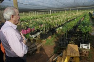 Secretário de Agricultura e Abastecimento visita fazenda produtora e exportadora de abacates