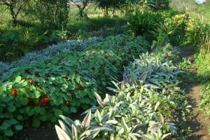 APTA Regional lança Rede Agroecológica Regional, voltada a fomentar agricultura de base ecológica