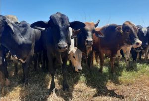 Campanha de vacinação contra febre aftosa termina na próxima quarta-feira