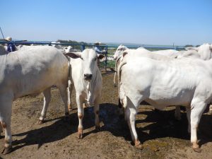 Etapa do 2º semestre contra Brucelose vai até dia 30 de novembro