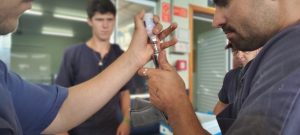 24 de dezembro é prazo final para declaração de vacinação contra Febre Aftosa