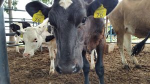 Campanhas de vacinação contra febre aftosa e brucelose no Estado de São Paulo chegam ao fim neste sábado