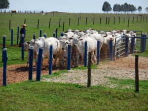 Prazo para declaração de vacinação contra febre aftosa e brucelose encerra-se neste sábado