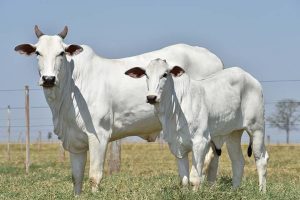 Acabam no sábado, campanhas de vacinação contra febre aftosa e brucelose no Estado de São Paulo