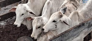 Vacinação contra brucelose atinge índice de mais de 97% em todo o Estado