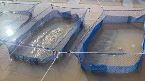 INSTITUTO DE PESCA CONTRIBUI PARA O FORTALECIMENTO DA TILAPICULTURA PAULISTA