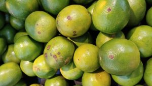 Citricultores têm até 15 de janeiro para entregar o Relatório Cancro/HLB