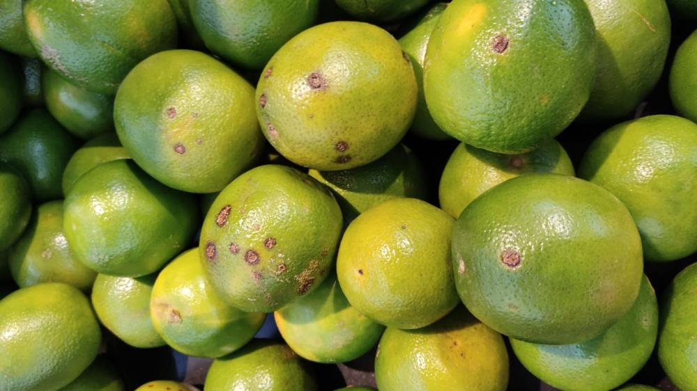 Citricultores têm até 15 de janeiro para entregar o Relatório Cancro/HLB