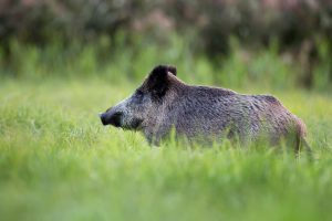 Coordenador da Assessoria Técnica da Secretaria de Agricultura e Abastecimento de São Paulo participa de entrevista com a Folha de São Paulo para tratar dos efeitos do Javali