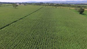 Dia de campo apresentará resultados preliminares de pesquisas científicas para produtores de leite do Vale do Paraíba