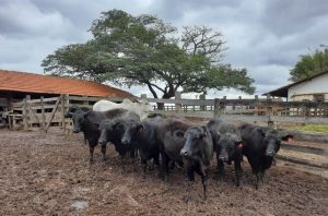 Estudos demonstram ausência de transmissão viral da febre aftosa no Estado de São Paulo