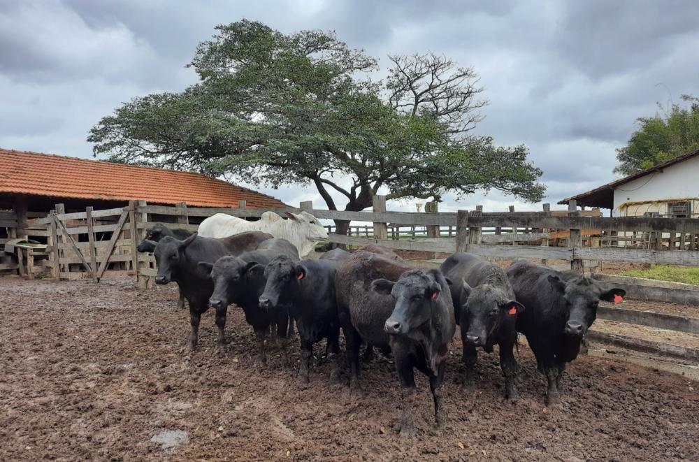 Estudos demonstram ausência de transmissão viral da febre aftosa no Estado de São Paulo