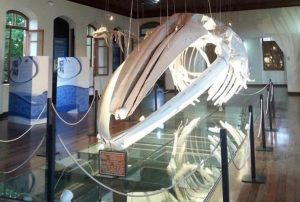 MUSEU DO INSTITUTO DE PESCA VAI NAVEGAR NO METAVERSO