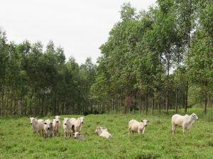Instituições de Pesquisa e Extensão da Secretaria de Agricultura difundem tecnologias para valorização florestal