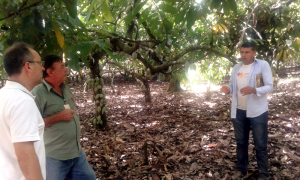 Pesquisa do Ital contribui para redução da pegada de carbono na cadeia produtiva do cacau