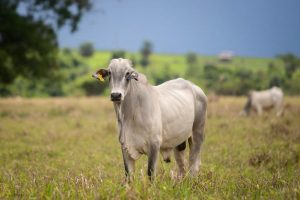 Exportação de animais vivos: o Brasil tem muito espaço para ampliar suas vendas e o Instituto Biológico pode ajudar