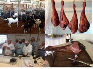 Curso no IZ aborda aspectos tecnológicos, processamento e comercialização da carne de ovinos