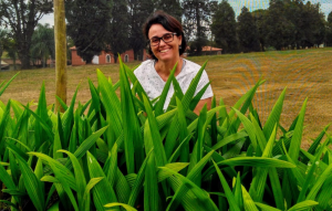 Restauração de ecossistemas colabora com a mitigação da crise climática