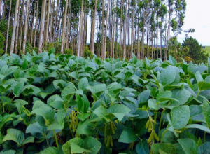 Pesquisa promove a sustentabilidade dos agronegócios com a agricultura de precisão e regenerativa em Sistemas Integrados