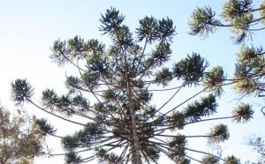 Governo de SP amplia período da colheita autorizada do pinhão