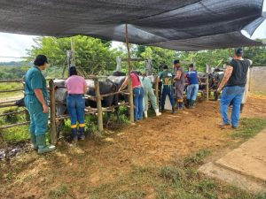 Treinamentos oferecidos pelo IZ aprimoram conhecimentos na área de Bubalinocultura