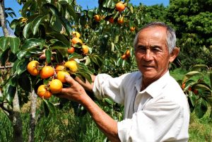 GOVERNO DE SÃO PAULO COMPLETA 100 DIAS DE GESTÃO: na Secretaria de Agricultura e Abastecimento, políticas públicas executadas pela CATI transformam vidas, geram renda e emprego, incentivando o agro sustentável