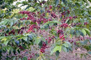 Ministério da Agricultura aprova o uso de fitossanitário desenvolvido pelo IB