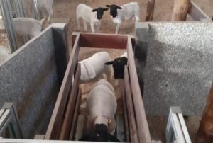 Em evento no México, pesquisador do IZ apresenta pesquisas voltadas à uma ovinocultura mais sustentável