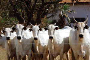 Febre Aftosa – Campanha de vacinação termina na próxima quarta-feira