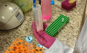 Pesquisa da Secretaria de Agricultura demonstra a importância do Leite A2