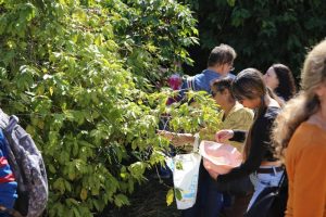 16ª edição do Sabor da Colheita atrai público recorde