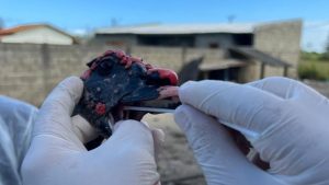 Influenza Aviária – São Paulo segue adotando medidas de vigilância e prevenção da doença