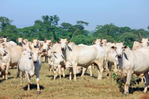 Febre Aftosa – Mais de três milhões de bovídeos já foram vacinados em campanha de Maio de 2023