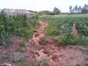 Governo de São Paulo libera R$ 3 milhões para produtores rurais de Mogi das Cruzes