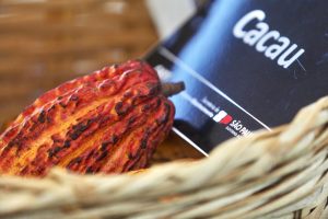 Programa Cacau SP integra conhecimento e tecnologia