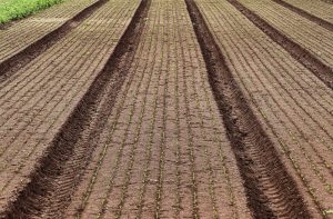 Amendoim se destaca na segunda prévia da safra 22/23 e consolida Estado como maior produtor