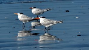 Influenza Aviária: Caso positivo em ave silvestre é confirmado em São Paulo