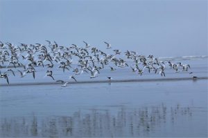 Influenza Aviária – Novos casos da doença são detectados em Trinta-reis-de-bando em Itanhaém