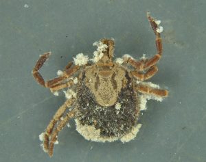 Secretaria de Agricultura pleiteia aprovação de fungo para eliminar carrapato-estrela em grandes áreas públicas