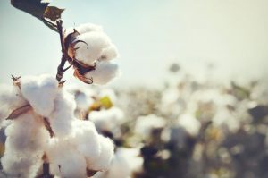 Sanidade Vegetal – Começa hoje e vai até 10 outubro, vazio sanitário do algodão no Estado de São Paulo