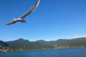 Influenza Aviária – Defesa Agropecuária confirma mais um caso positivo da doença e disponibiliza painel com panorama atualizado