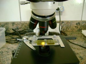 Dia Nacional da Ciência e do Pesquisador Científico Institutos de Pesquisa paulistas são, há mais de um século, “fonte viva do progresso” para o agro paulista