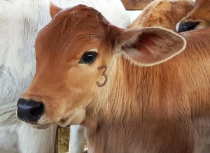 Sanidade Animal – Vacinação contra Brucelose atinge índice recorde de 97,99% de cobertura