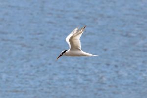 Influenza Aviária – São Paulo constata sétimo caso da doença em ave silvestre