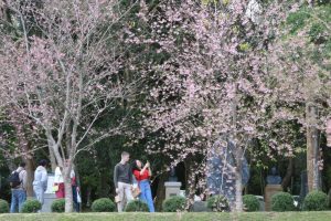26º Festival das Cerejeiras Bunkyos celebra tradições e cultura japonesa