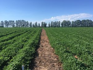 Pesquisas do IAC apontam oito razões para plantar amendoim direto na palha