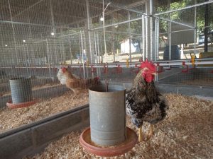 Secretaria de Agricultura celebra o dia da avicultura com ações que promovem a sanidade e a produtividade do setor