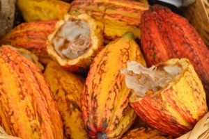 Instituto Biológico abre suas portas para a Festa do Chocolate com o Programa Cacau SP